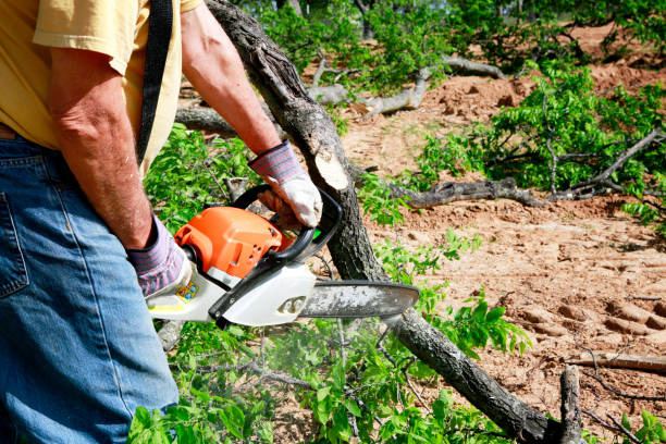 Best Residential Tree Removal  in Hyde Rk, PA